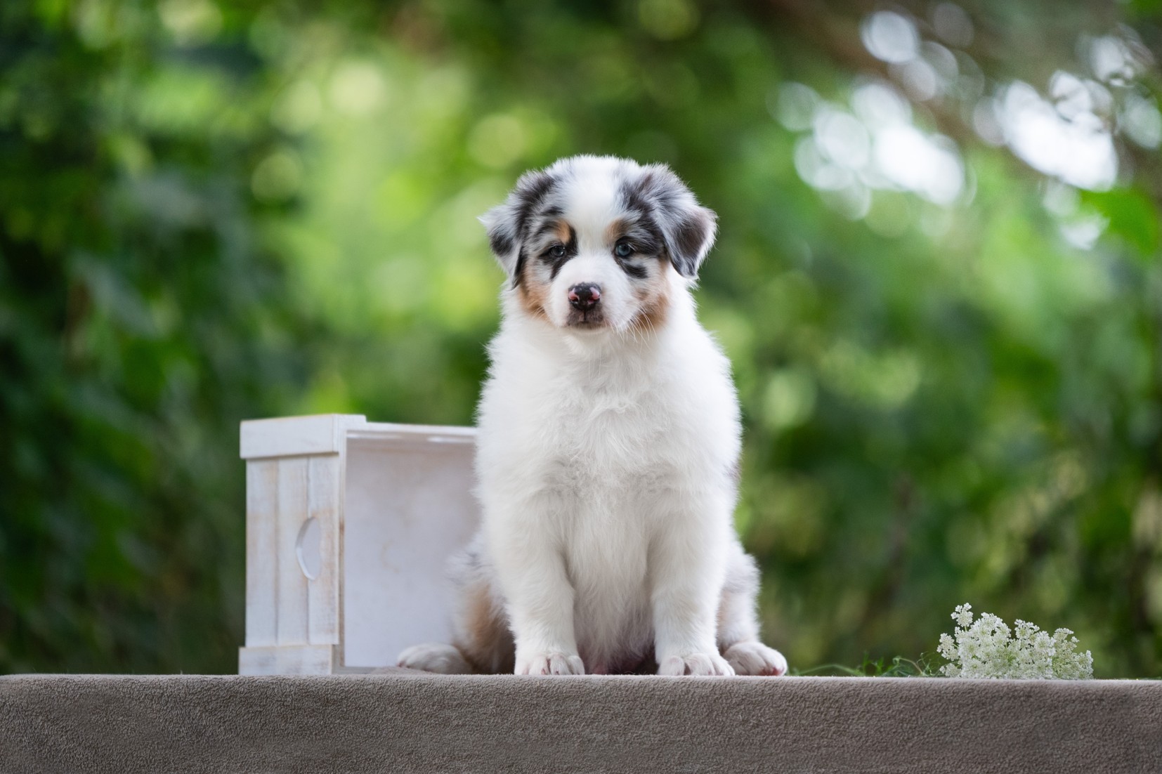 Fotogalerie Balerion